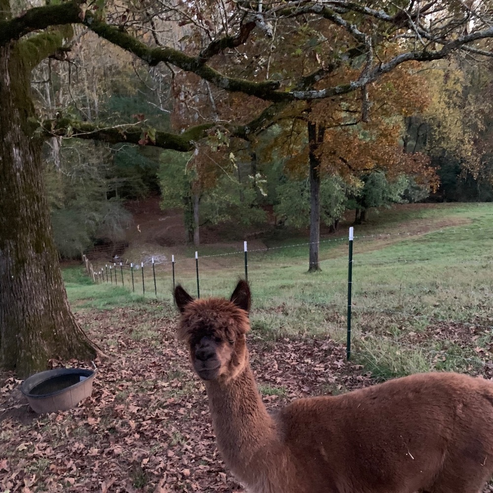 Meet your Posher, Leisa